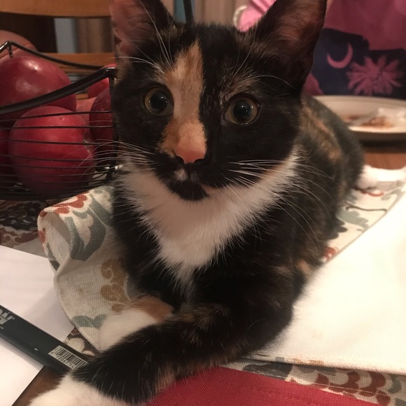 Meet your Posher, Ken - Picture 1 of 2